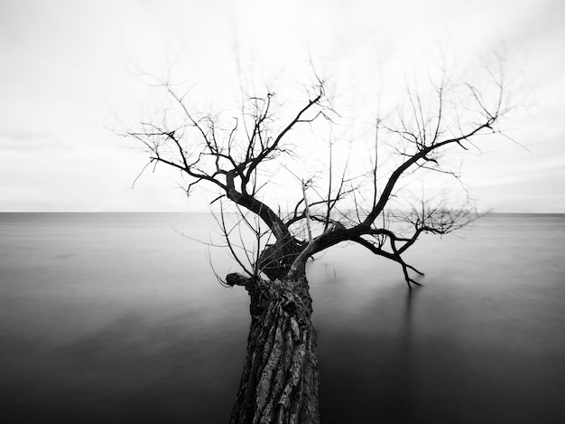 Scala di grigi di un albero con rami spogli in mare sotto la luce del sole