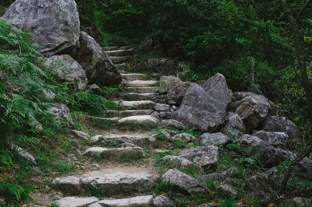 Scale di pietra che conducono alla foresta