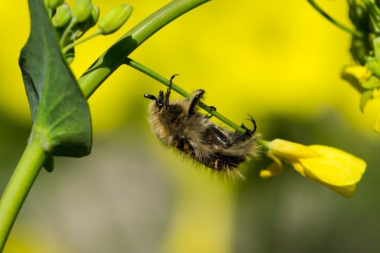 Foto gratuito scarabeo barbary dai capelli gialli