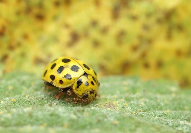 Scarabeo coccinella