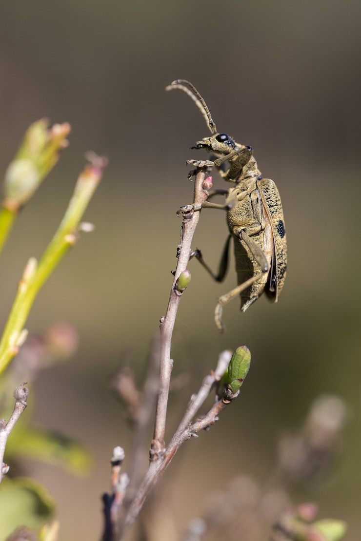 Foto gratuito scarabeo con antenne seduto sul ramo di un albero