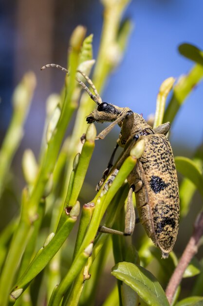 Scarabeo con antenne seduto sulla pianta