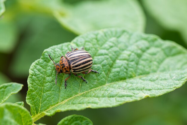 Scarabeo di Colorado o insetto di patata sulla foglia verde della pianta di patate