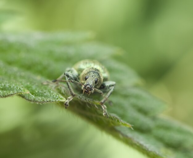 Scarabeo su una foglia