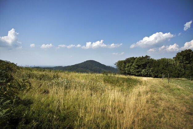 Scatto affascinante del bellissimo paesaggio di un campo verde sotto un cielo nuvoloso