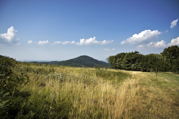 Scatto affascinante del bellissimo paesaggio di un campo verde sotto un cielo nuvoloso