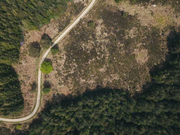 Scatto dall'alto di una strada stretta in una foresta in una foresta di Puddletown nel Dorset, Regno Unito