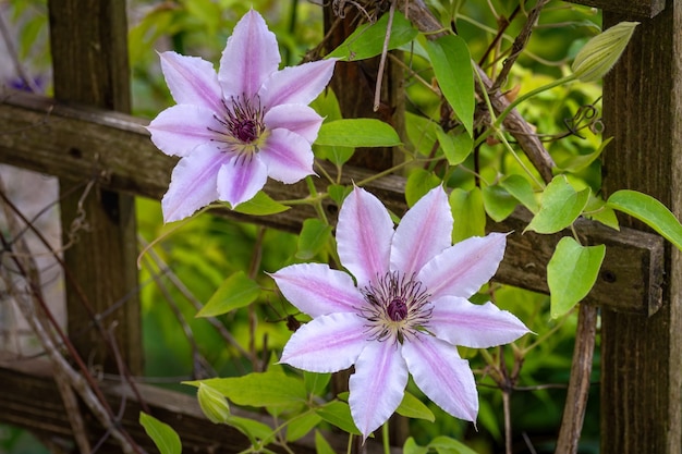 Scatto di bellissimi fiori viola di Clematis (Lomonos) in piena fioriturablo