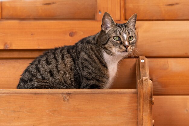 Scatto di un gatto soriano su uno sfondo di legno