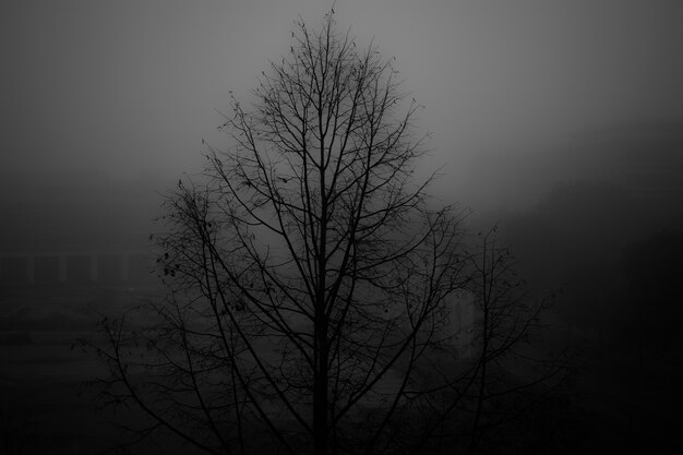 Scatto in scala di grigi di un albero spoglio in un parco coperto di nebbia