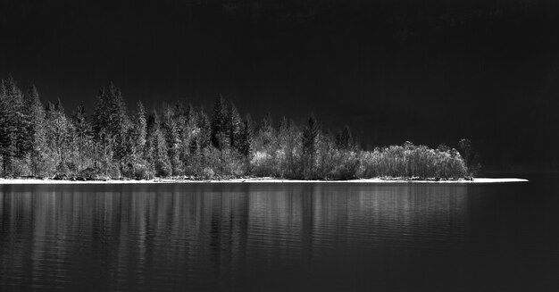 Scatto in scala di grigi di un lago circondato da una foresta di notte