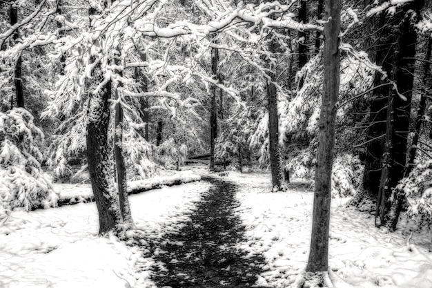 Scatto in scala di grigi di un sentiero nel mezzo di un bosco innevato