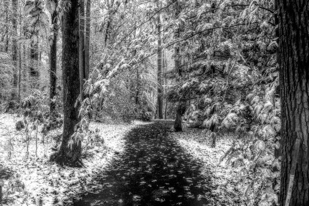 Scatto in scala di grigi di un sentiero nel mezzo di un bosco innevato