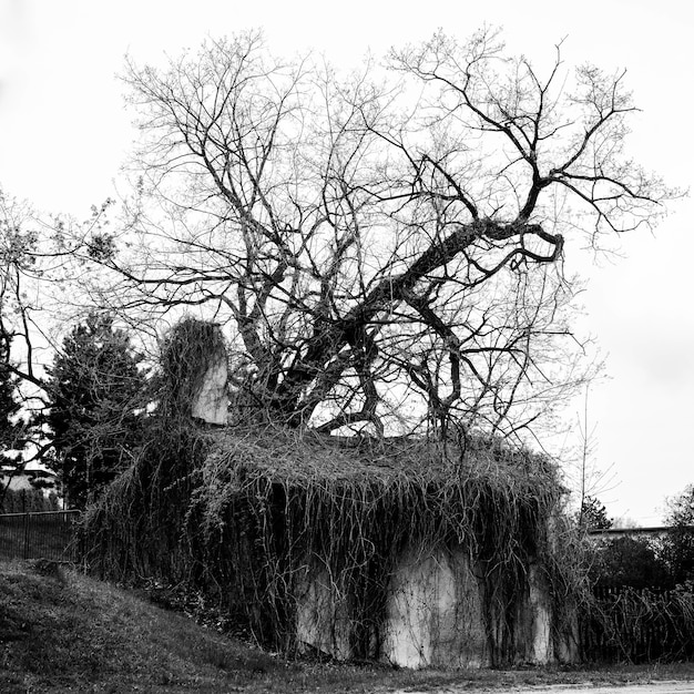 Scatto in scala di grigi di una casa abbandonata con accanto un albero morto