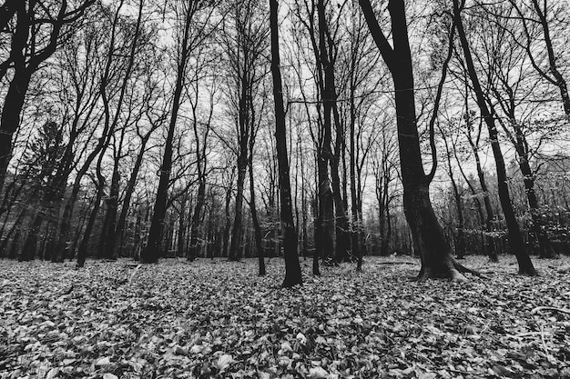 Scatto in scala di grigi di una foresta inquietante