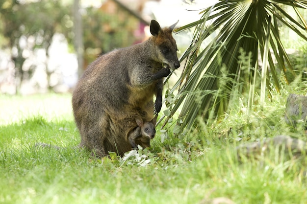 Scatto ipnotizzante di un adorabile canguro wallaby con un bambino nel marsupio