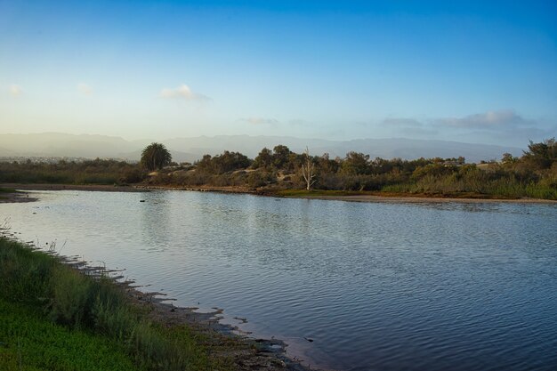 Scatto ipnotizzante di un bellissimo paesaggio marino e alberi sotto un cielo blu