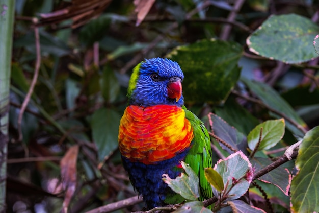 Scatto ipnotizzante di un pappagallo colorato su sfondo sfocato