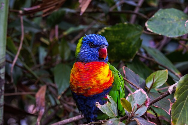 Scatto ipnotizzante di un pappagallo colorato su sfondo sfocato