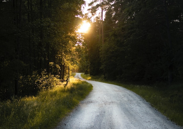 Scatto mozzafiato di una strada stretta attraverso una foresta