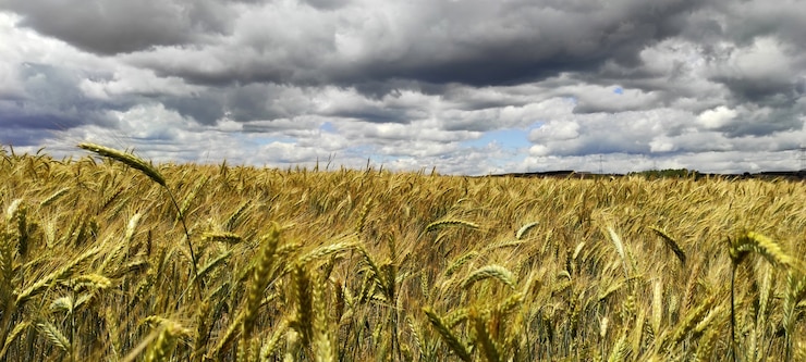 Foto gratuito scatto panoramico di spighette di grano maturo con cielo nuvoloso sullo sfondo
