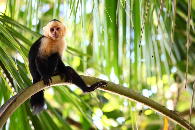 Scatto panoramico di una scimmia cappuccino pigramente seduta su un lungo ramo di palma