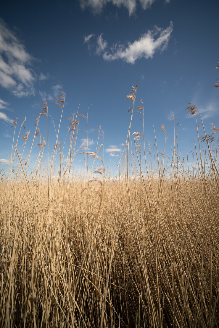 Foto gratuito scatto verticale di un campo di erba gialla alta e secca con il cielo luminoso e calmo sullo sfondo