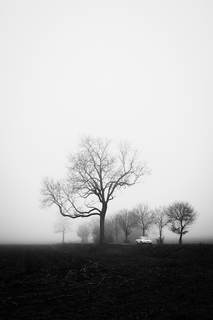 Scatto verticale in scala di grigi di un misterioso campo coperto di nebbia