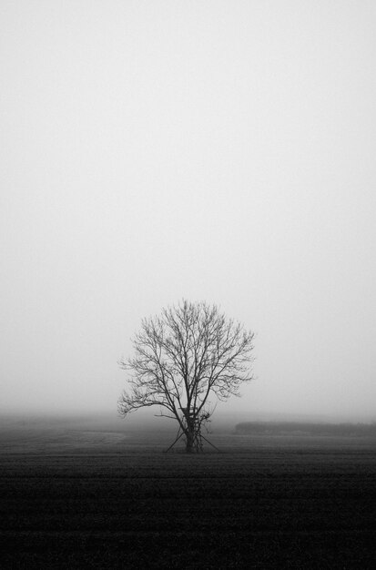 Scatto verticale in scala di grigi di un misterioso campo coperto di nebbia