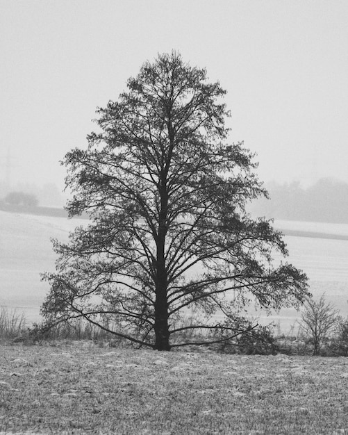 Scatto verticale in scala di grigi di un singolo albero