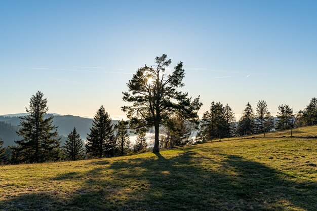 Scena della foresta con alberi e una valle con nebbia all'interno