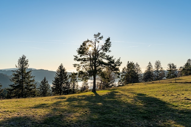 Scena della foresta con alberi e una valle con nebbia all'interno