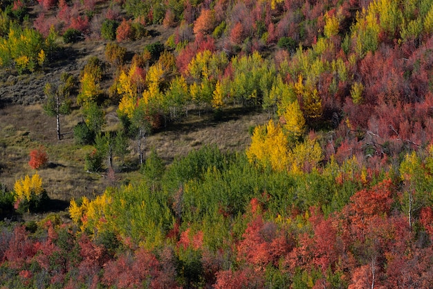 Scena della natura della vegetazione e della flora degli Stati Uniti