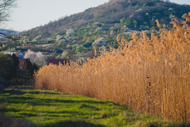 Scena di natura con erba e sfondo di montagna