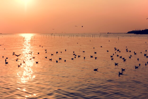 Scena di tramonto con paesaggio gabbiani