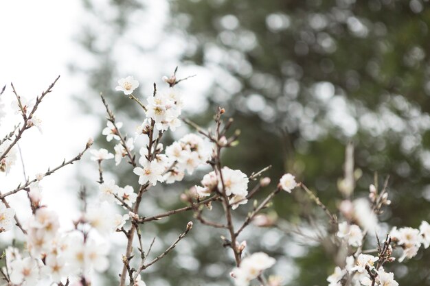 scena offuscata di ramoscelli in fiore