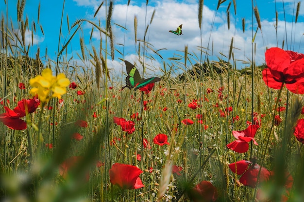 Scena primaverile con fiori e farfalle