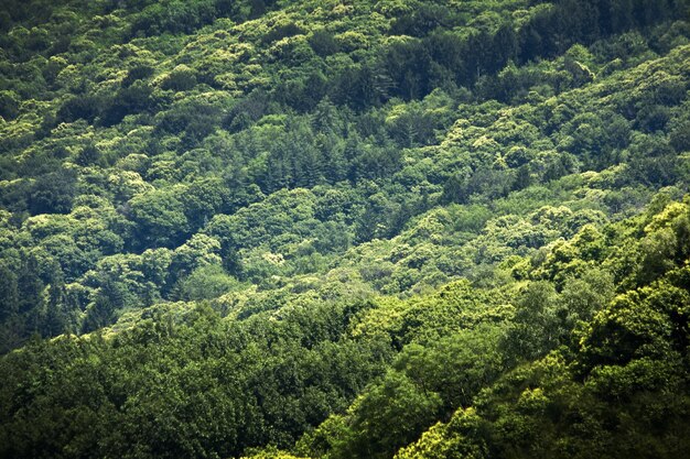 Scenario affascinante della bellissima foresta fitta e luminosa