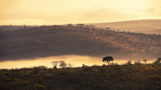 Scenario affascinante delle giungle in Sud Africa