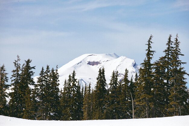 Scenario affascinante di abeti nella foresta nazionale di Deschutes in Oregon