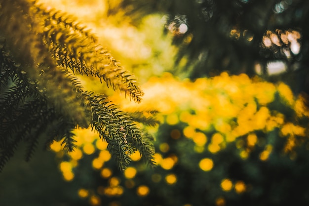 Scenario affascinante di una foresta piena di piante da fiore Euryops Pectinatus