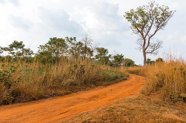 Scenario della natura africana con percorso e vegetazione