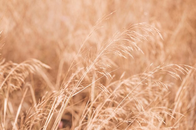 Scenario di Autumun con un campo di grano