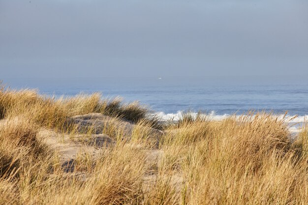 Scenario di beachgrass al mattino a Cannon Beach, Oregon