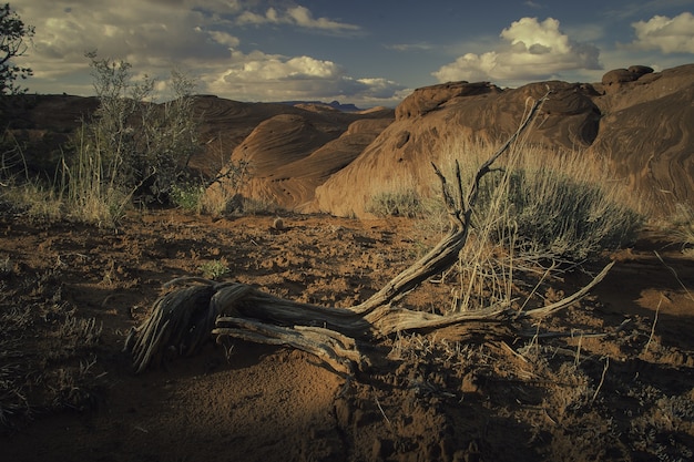 Scenario di diversi tipi di piante che crescono in mezzo alle colline del canyon