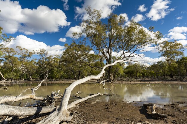 Scenario di un campo pieno di diversi tipi di piante e alberi che si riflettono nel lago