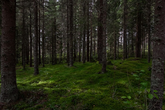 Scenario di una foresta piena di alti alberi che toccano il cielo