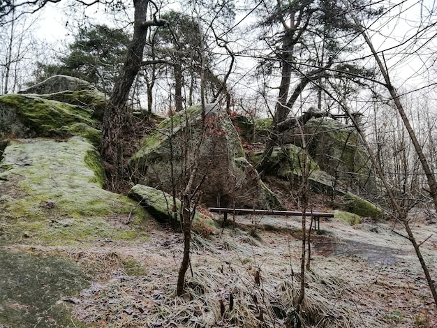 Scenario di una foresta verde a Larvik, Norvegia