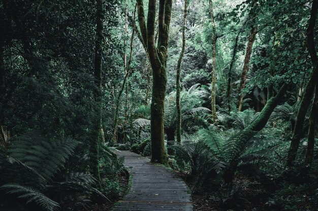 Scenario scuro di un sentiero nel bosco con assi di legno