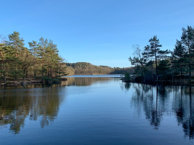 Scenic fiume circondato da alberi alpini sotto un cielo blu chiaro